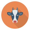 vache