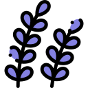 lavanda