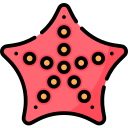 estrelas do mar