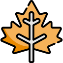 Maple leaf