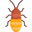 madagaskar sissende kakkerlak
