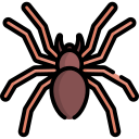 spinne