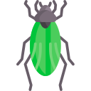 Beetle