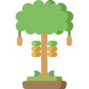 코코아 나무