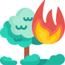 Forest fire