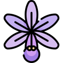 Orquídea