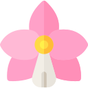 Orquídea