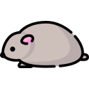 Hamster