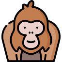 orangoetan