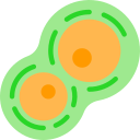 cellules