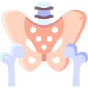 Pelvis