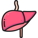 Liver