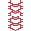 Coluna vertebral