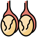 testicules