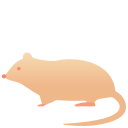 rat