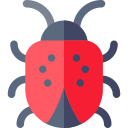 Ladybug