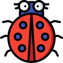 Ladybird