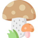 champignons