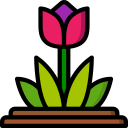 tulipa