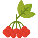 fruta viburnum