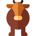 krowa