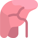 Liver