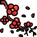 kirschblüte
