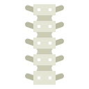 colonne vertébrale
