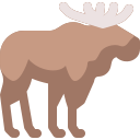 Moose