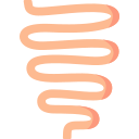 Intestine