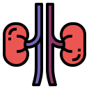 Kidney