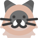 Himalayan cat