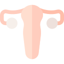 utérus