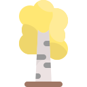 arbre de bouleau