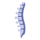 coluna vertebral