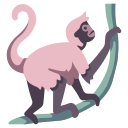macaco aranha