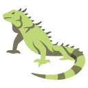 iguane