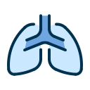 polmoni umani