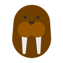 Walrus