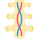 Spinal cord