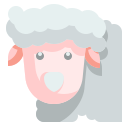 schaap