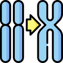Хромосома