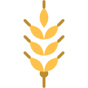 Wheat