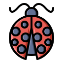 coccinella