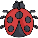 coccinella