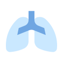 polmoni umani