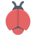 coccinella