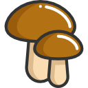 champignons