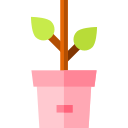 vaso de plantas