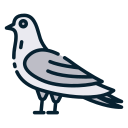 Pigeon